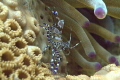   Spotted Cleaner Shrimp Giant Anemone Big Coral Knoll off beach Fort Lauderdale taken diopters 100 macro lens. lens  